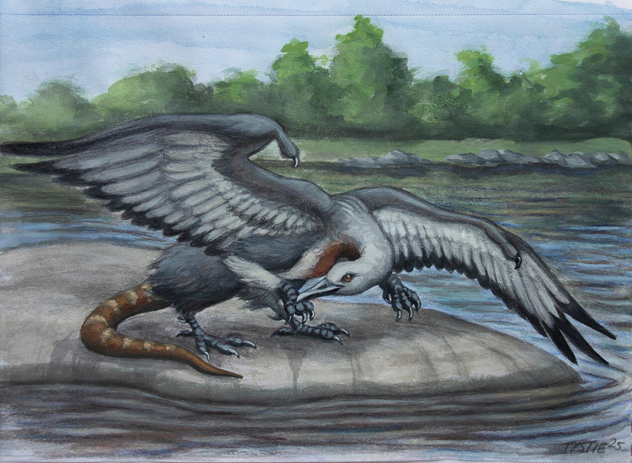 A traditional painting of a loon cockatrice on a lake.